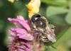 Osmia aurulenta